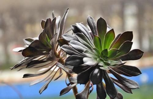 黑法师，快一年了，也不死，也不长，怎么办？