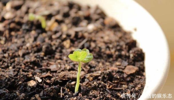 夏天养花,就养3种花,春夏秋三季都开花,花满枝头!