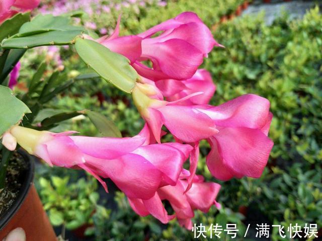 蟹爪兰过了休眠期,叶子发红软塌塌,找到病因还能救回来