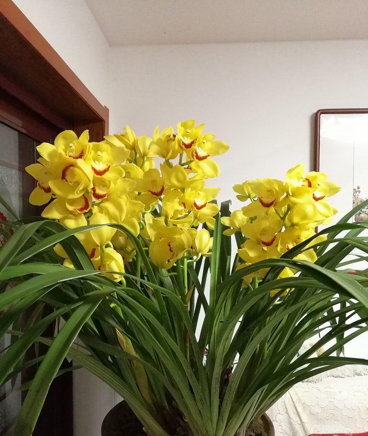 4种漂亮花,好打理易爆盆,一入4月变成“开花机器”,花朵艳丽