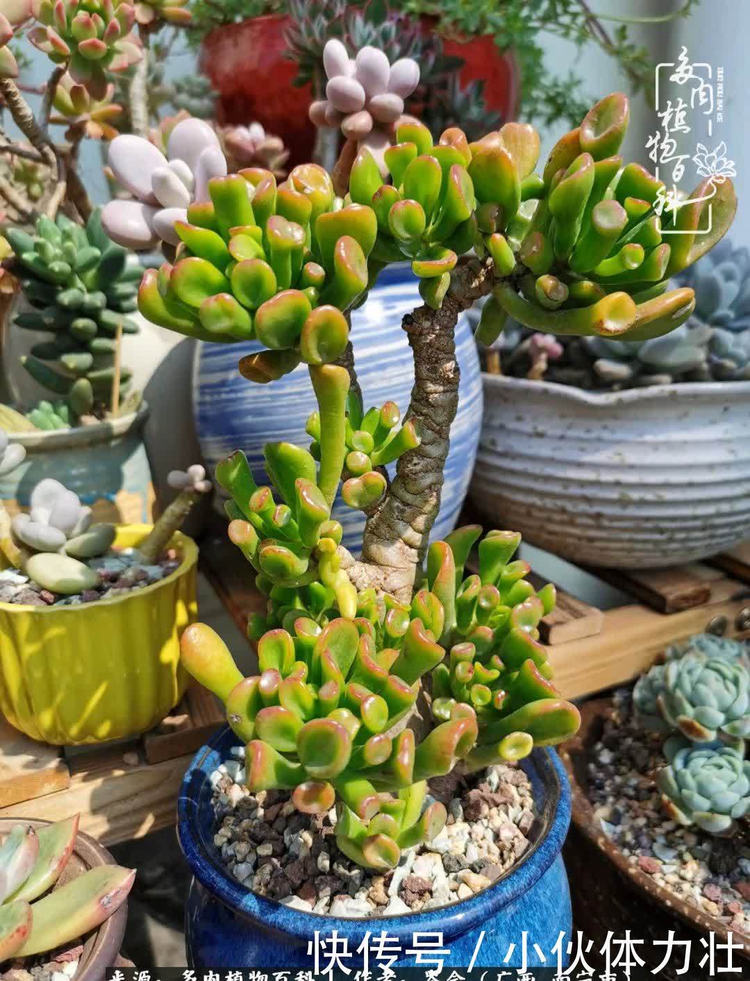 锦晃星|时光不再,人心在,多肉在!