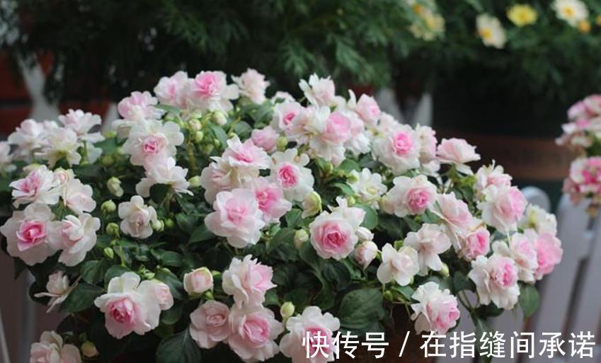 碱性|室内养花必备4种“水”,才能不黄叶、不烂根,啥花都敢养!