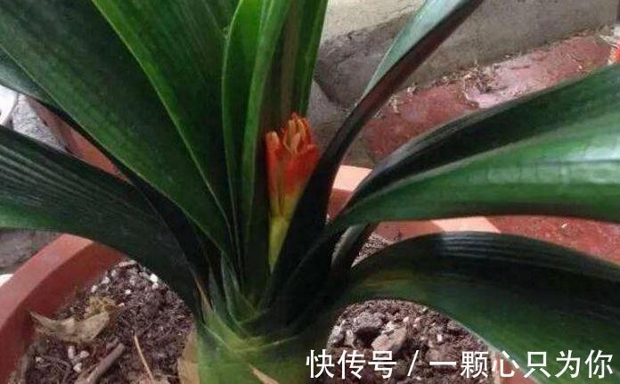 君子兰“夹箭”开不动?学会2招,只要7天,就把花箭拽出来