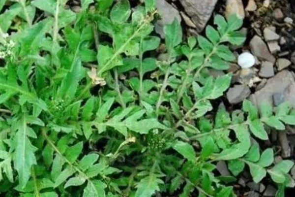 猪殃殃|农村4种野菜药用价值高,常吃防治各种疾病,特别适合老人