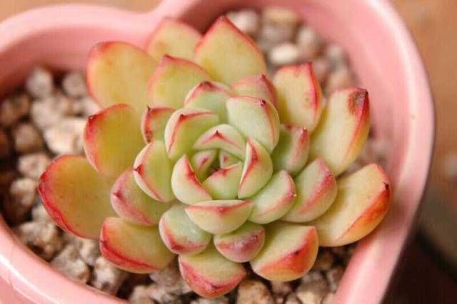 肥料|养多肉只知道“少浇水多晒太阳”早不行了,还得这样做