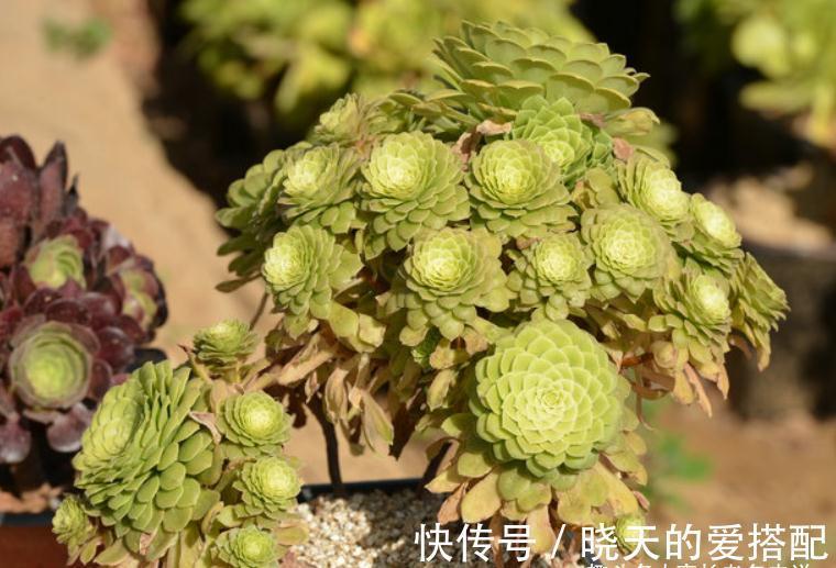 送朋友多肉又不落俗套？红橙黄绿青蓝紫彩虹系7色多肉了解一下！