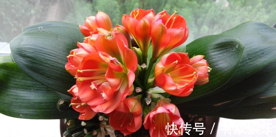 君子兰不长叶、不开花9月开始，浇水摻点“小颗粒”，入冬开花