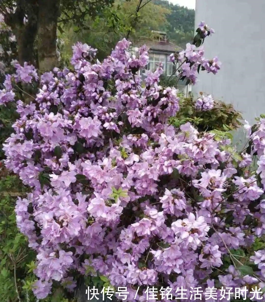 天竺葵|8种花夏天太容易死，现在赶紧扦插，死了也不心疼