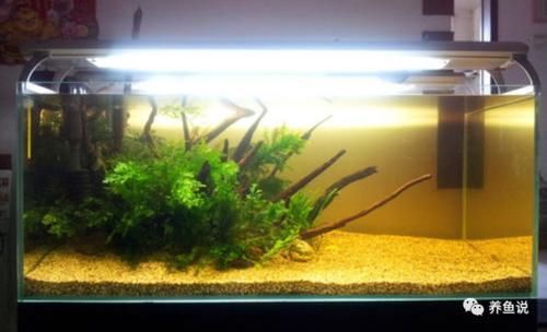 水质|发现了一个无过滤鱼缸净水神技,并命名“底砂降浊”,看看有多牛