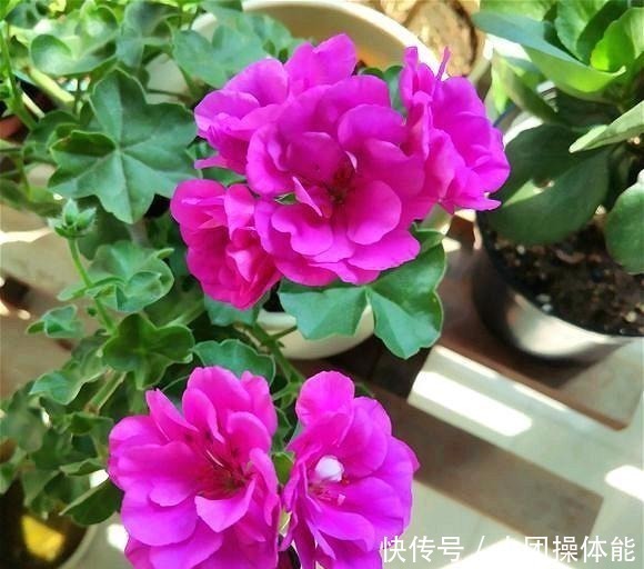 漂亮|此“花”一年开花好几次,花朵漂亮似玫瑰,养在阳台路人都夸美!