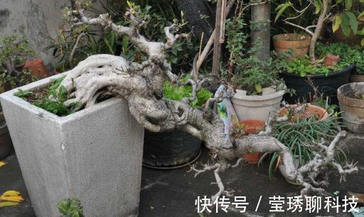 风吹石|公公山上捡了个老树桩,养了几年长成盆景,邻居看见想高价收购!