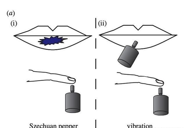研究人员|花椒为什么是麻的？