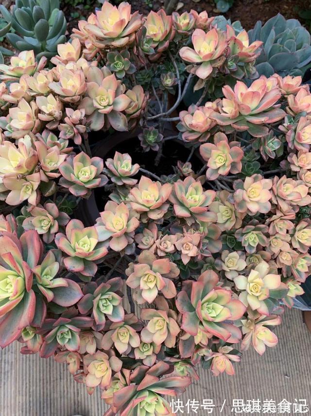 酥皮鸭|十几年的多肉“妖精”,自然老桩头,造型太美