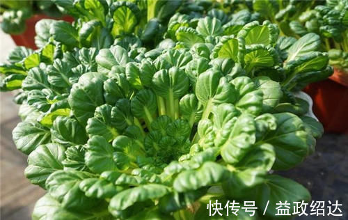 霜打过的菜为何甜？这4种菜不怕冻，别错过最后一种，越冷越好吃