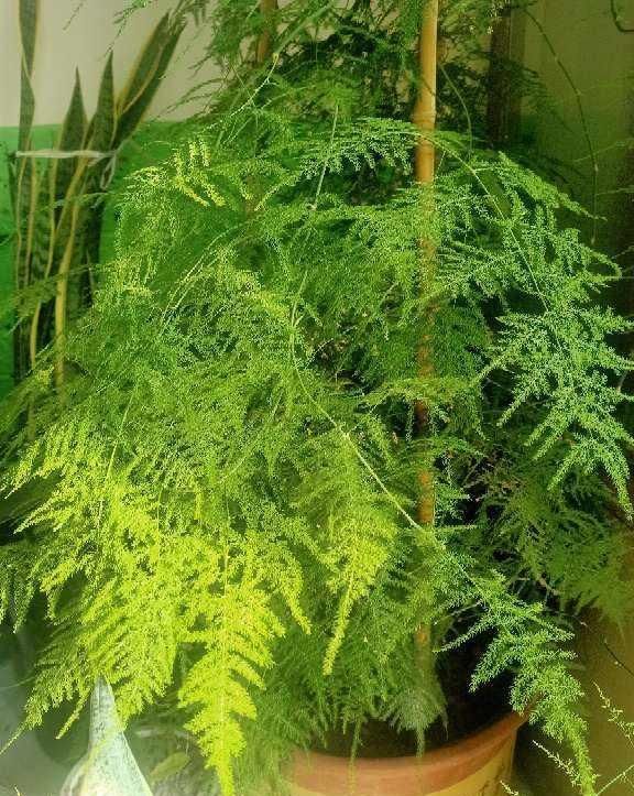 这种“养人”花，窗台客厅摆一盆，干干净净又杀菌