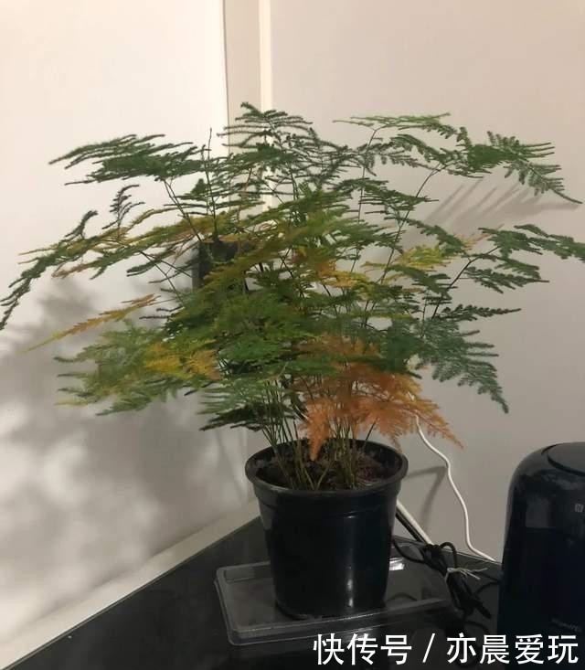叶子|冬季文竹爱黄叶,改掉3个坏习惯,叶子绿油油,亭亭玉立气质好