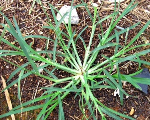 祸患|农村“踩不死”的野草，曾经是农民心头祸患，殊不知是天然凉茶