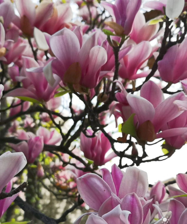 颜值担当|想要打造“高级”花园,春天种上“4种花”,颜值高,爱开花