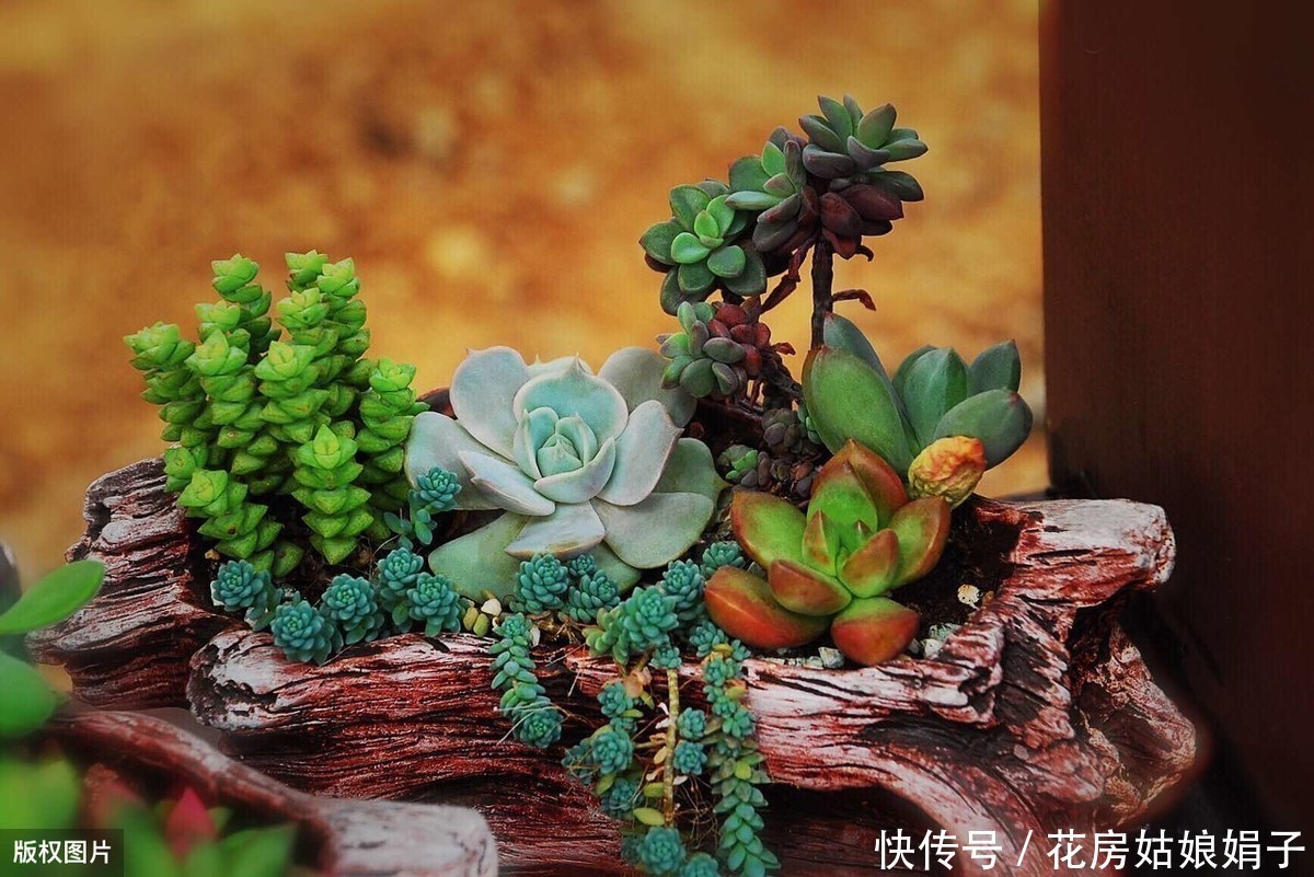 缺水|多肉植物怎么浇水?提供浇水七大知识点,让养殖多肉变得更加简单