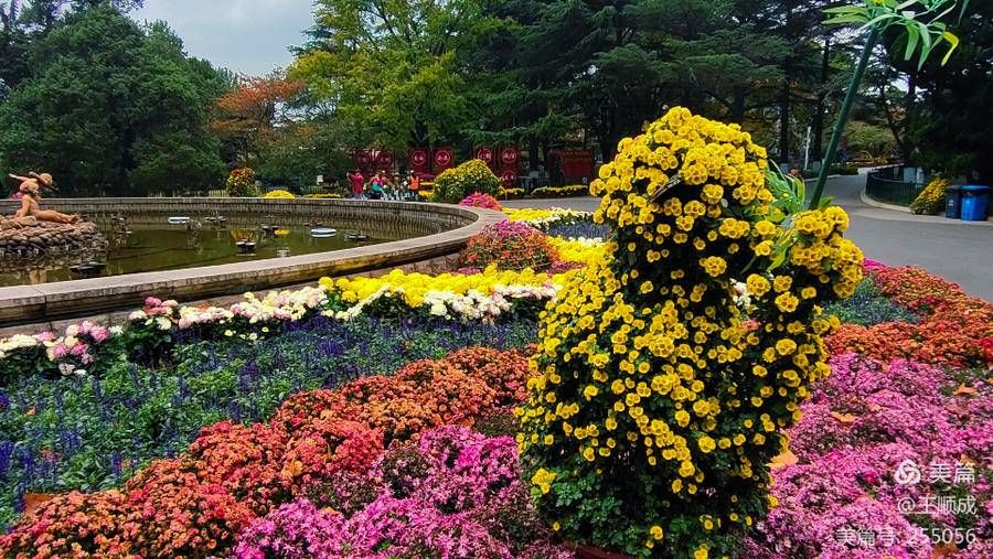 菊展|顺成视界｜霜重百花残 青岛这边菊正艳