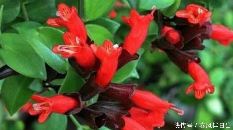 3种花养在家里,一整年都有好运气,养在哪里都爆盆,好运到来