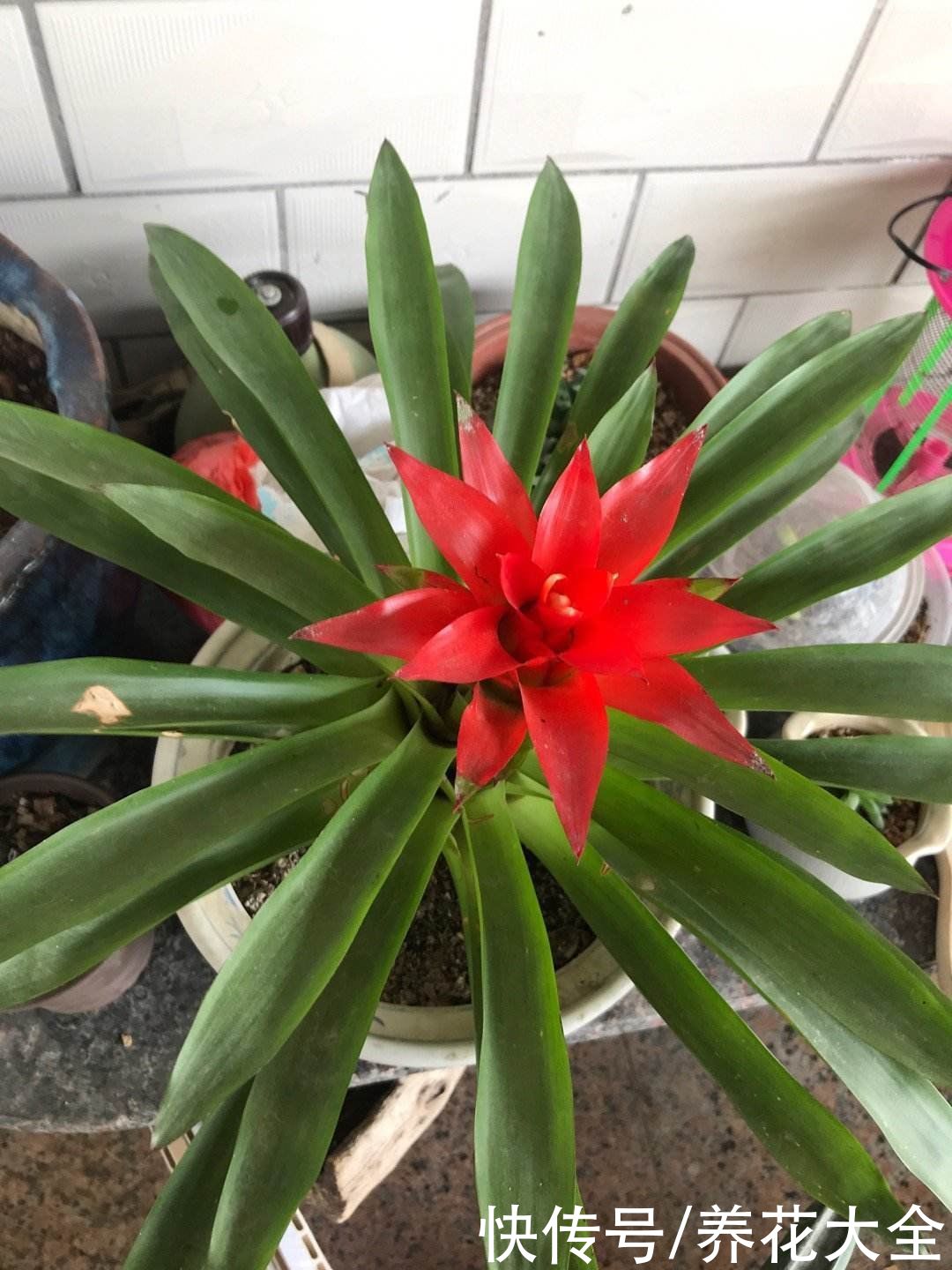  精力|4种“一次性”花卉，开完就赶紧扔掉，浪费精力也不再开花