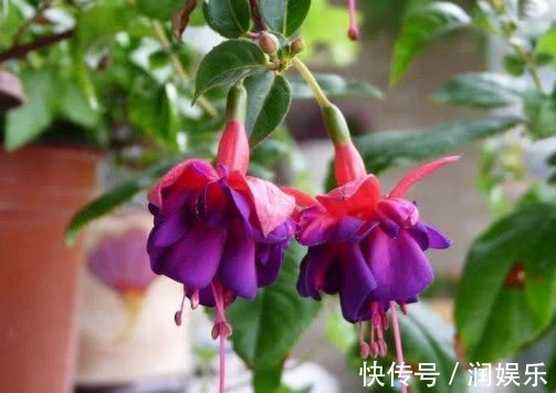 光照|倒挂金钟怎么养开花多教你3个小妙招,养出花繁叶茂的倒挂金钟