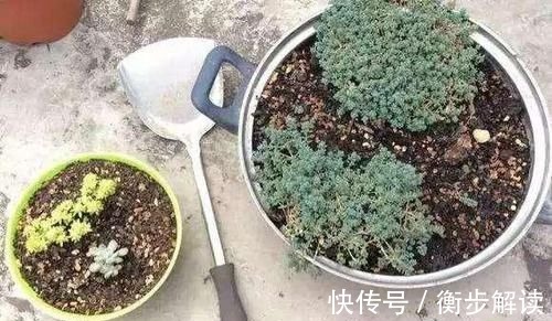 除了花盆之外,这些东西也是绝佳的养花神器,你用过吗?