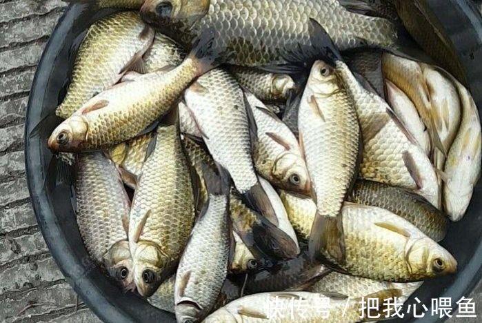 水域|我国一种杂交鱼，常被冒充土鲫鱼，很多钓友也分不清