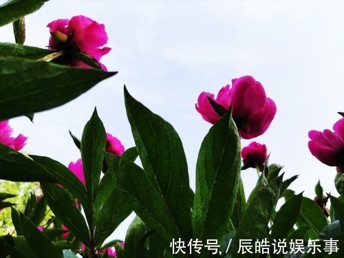 农民在自家院子里栽芍药,因为邻居的善意提醒,产生了心理障碍