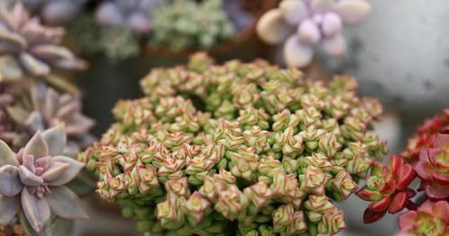 养多肉小米星，掌握“3秘诀”，叶片肥美，颜色好看得不得了！