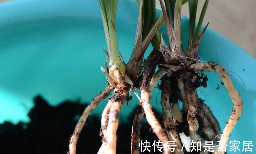 窍门|植物换盆有讲究！记住3个窍门，新手操作无需多担忧