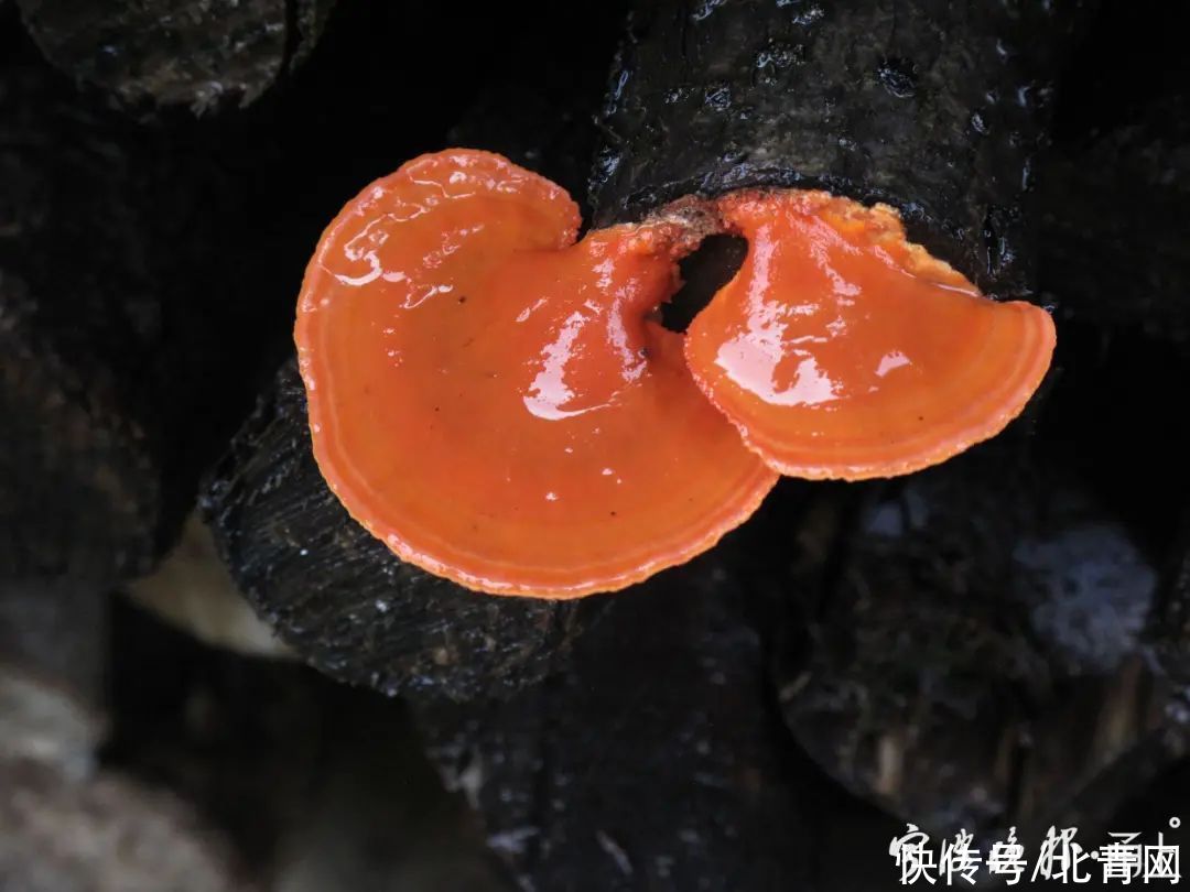 中毒|多人食用后中毒，这东西近期常见！医生：没有特效药，死亡率很高…