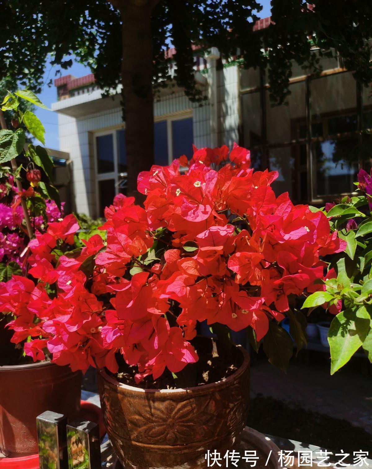 红掌|4种“漂亮花”，从年头开到年尾，耐旱又耐晒，一年赏花300天