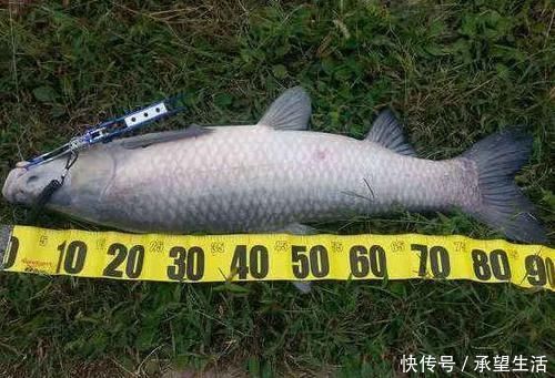 养殖|青鱼是淡水鱼中的上品,为何却有“鬼鱼”“索命鱼”之称