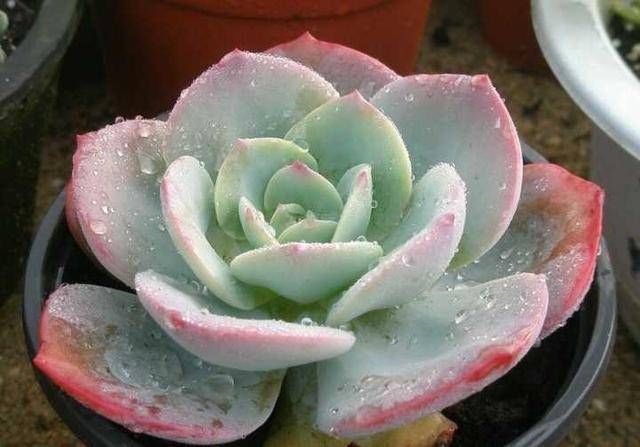 浇水|养多肉只知道“少浇水多晒太阳”早不行了,还得这样做