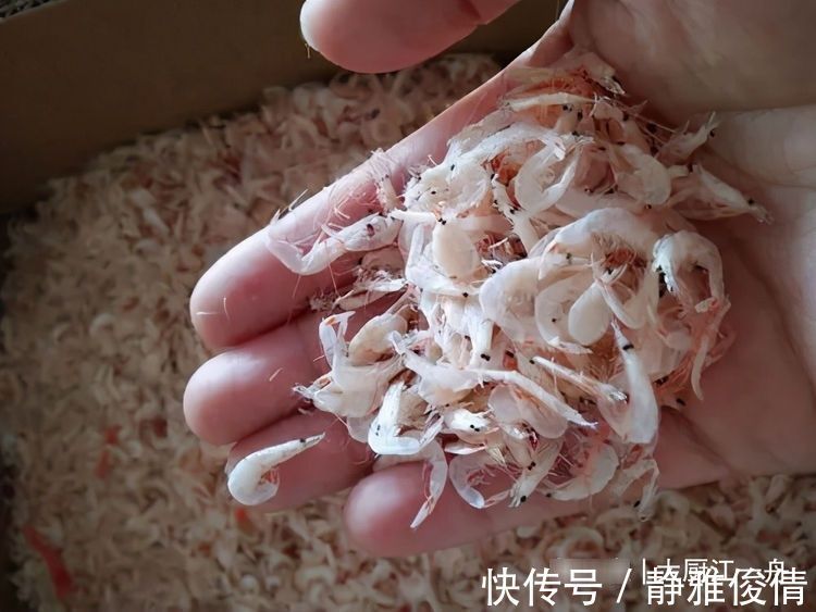 渔民|同样是虾皮，为何相差好几倍？让老渔民告诉你，究竟差在哪里