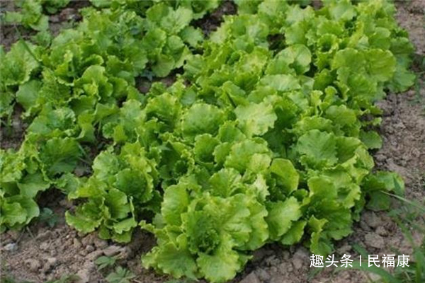 肠道|4种普通的蔬菜，常吃可以通肠道、排毒素，体重也慢慢降下来