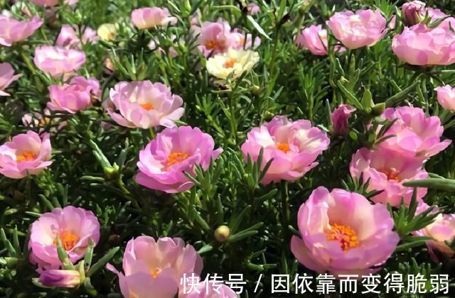 太阳花|7种花适合三伏天,越热越旺,越晒越香,花期长达小半年