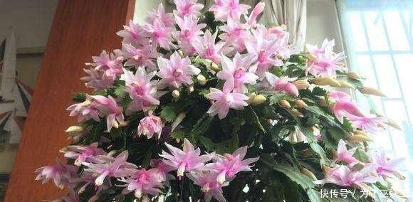 3种“便宜花”这样养一养，一年变“老桩”，开花千朵还“镇宅”