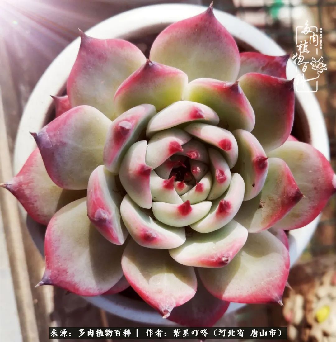 疗愈|从平凡中寻找美感，从噪杂中寻找宁静——多肉给予我的心灵疗愈！