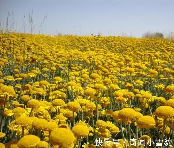 日光菊|日光菊比皇帝菊更美，比太阳花还好养，耐热开花90天