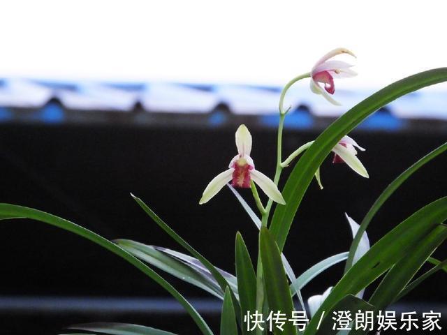 兰花|为什么吊兰养不死，新上盆的兰花要不要浇多菌灵晾根处理快服盆