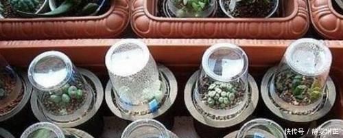 家里养花怎能少了它们！当花盆，独特、美观又省钱！