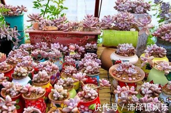 便宜|阳台养多肉,桃蛋粉嘟嘟,一生百,百生千,变成小桃林