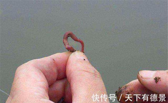 同样是蚯蚓做饵料，为何收获的差异巨大？其实你真的不会用蚯蚓