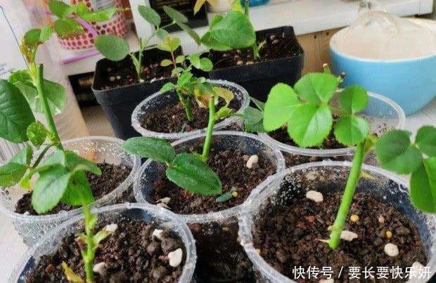 扦插月季只长新叶不长根2种处理方法，提高成活率！