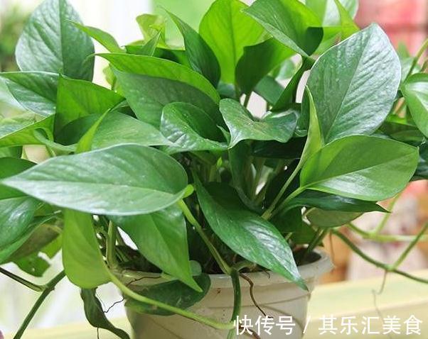 卫生间异味重,养上3种花,祛除异味能力强,还能美化环境