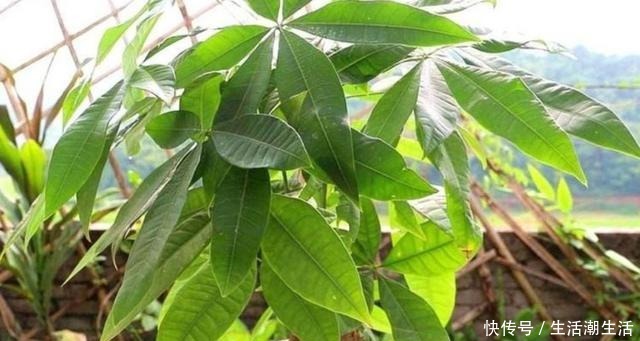 养发财树,做好几个养护要点,不烂根、不黄叶,长势旺盛!