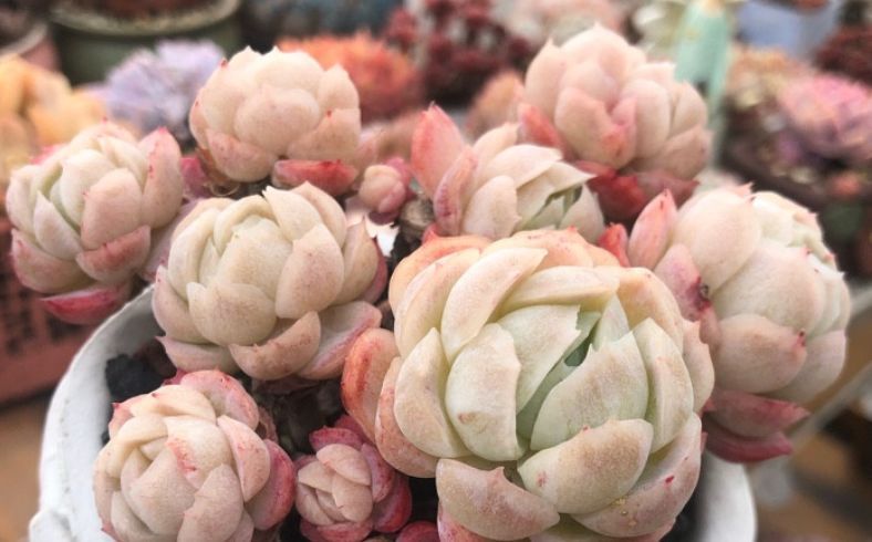 贝瑞|冰梅和双子贝瑞,一直分不清的2种多肉,养过才知道起码有4点区别